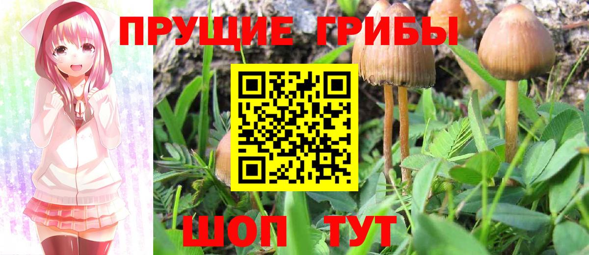 Галлюциногенные грибы Psilocybe Батайск